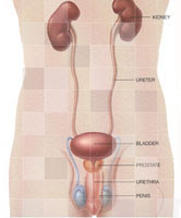 tratamentul prostatitei acute la bărbați)